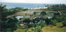 Rice Terraces, Floating Palace, Bali