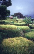 Rice Terraces, Floating Palace, Bali