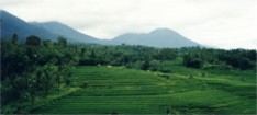 Typical Rice Terrace, Bali