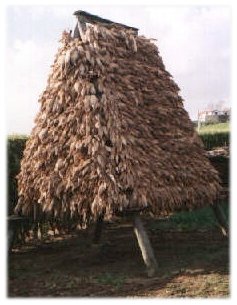 FaialToldaMilho (2).jpg (20981 bytes)