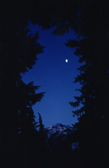 Moon Thru Trees Photo.