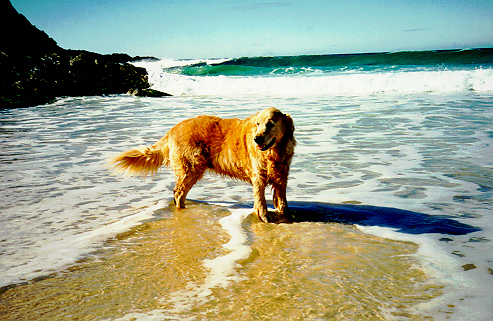 Golden Retriever Photo.