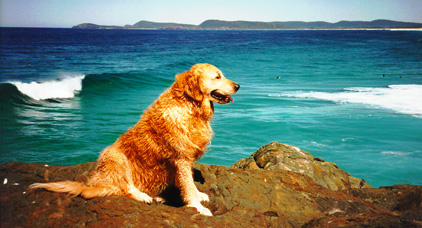 Dusty at beach Photo.