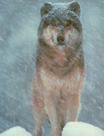 Wolf picture.