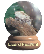 Lizard Heaven