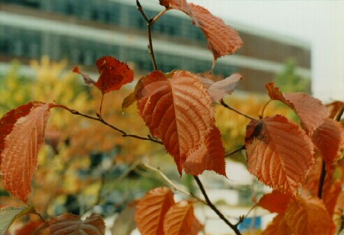  Autom leaves ... 