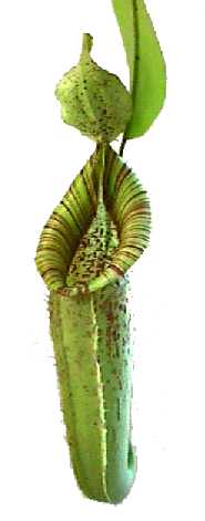 Pitcher Plant