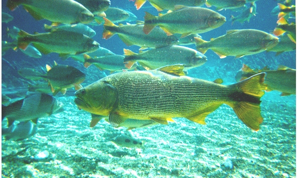 dourado2.jpg (265848 bytes)