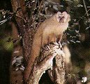 macaco.jpg (7112 bytes)