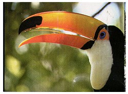 tucano.jpg (18626 bytes)