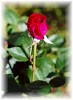 /user/ROSE006S.JPG