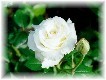 /user/ROSE014S.JPG