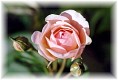 /user/ROSE034S.JPG
