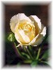 /user/ROSE038S.JPG