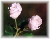 /user/ROSE048S.JPG
