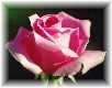 /user/ROSE067S.JPG