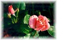 /user/ROSE074S.JPG