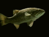 bass_swimming.gif