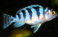 Blue Zebra - Kenyi