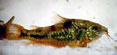 Mottle Cory