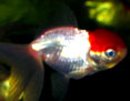 Red Cap Oranda