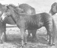 Zorse