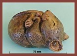Fawn-footed Melomys