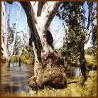 River Redgum