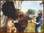 Cutting Burls