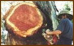 River Redgum Burl
