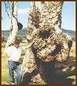 River Regum Burl