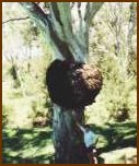 River Redgum Burl