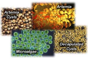 Photo of artemia cysts