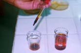 Staining nauplii.