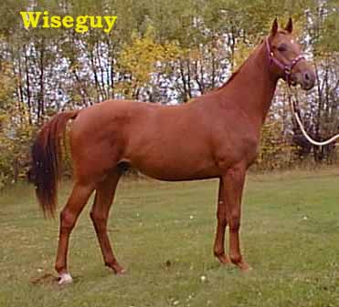 Wiseguy