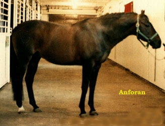 Anforan