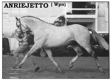 anrriejetto