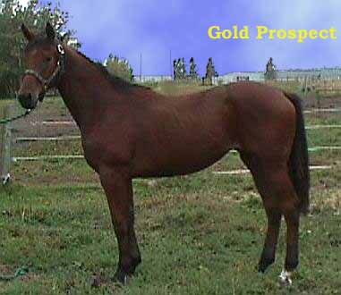 Gold Prospect