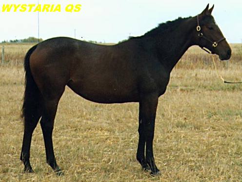 wwystaria  qs