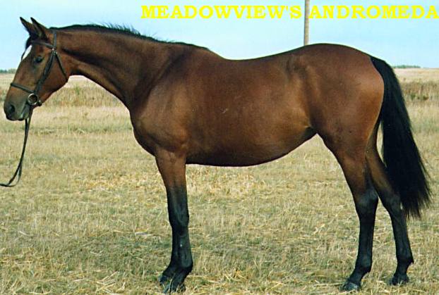 Meadowview's Andromeda