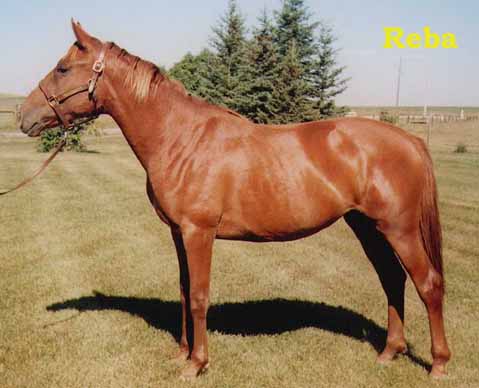 Reba