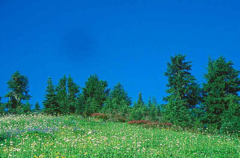 Cougar Divide Wild Flowers