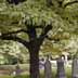 tree view