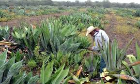 Resultado de imagen para mezcal en SAN LUIS POTOSI