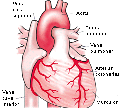 heart external