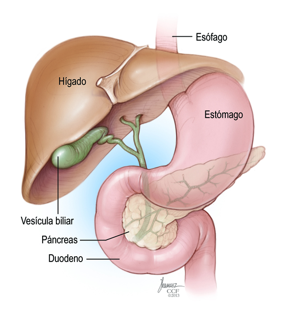 normal pancreas anatomy 1_spanish-small