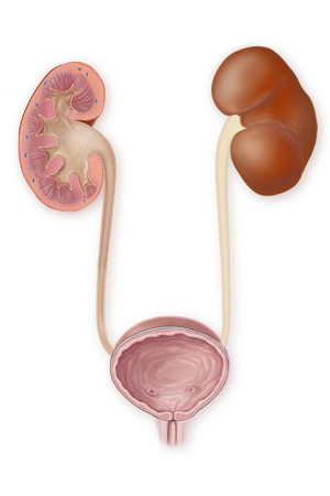 Urinary System