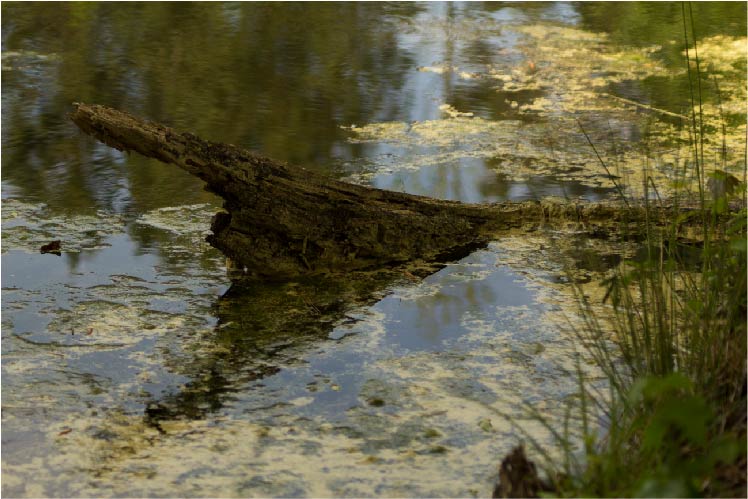 Aesthetic Pond Stump