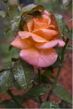 Aesthetic Dew Rose