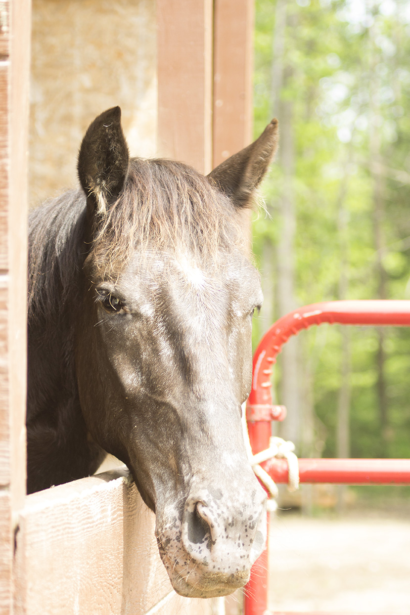 A Horse Of Coarse